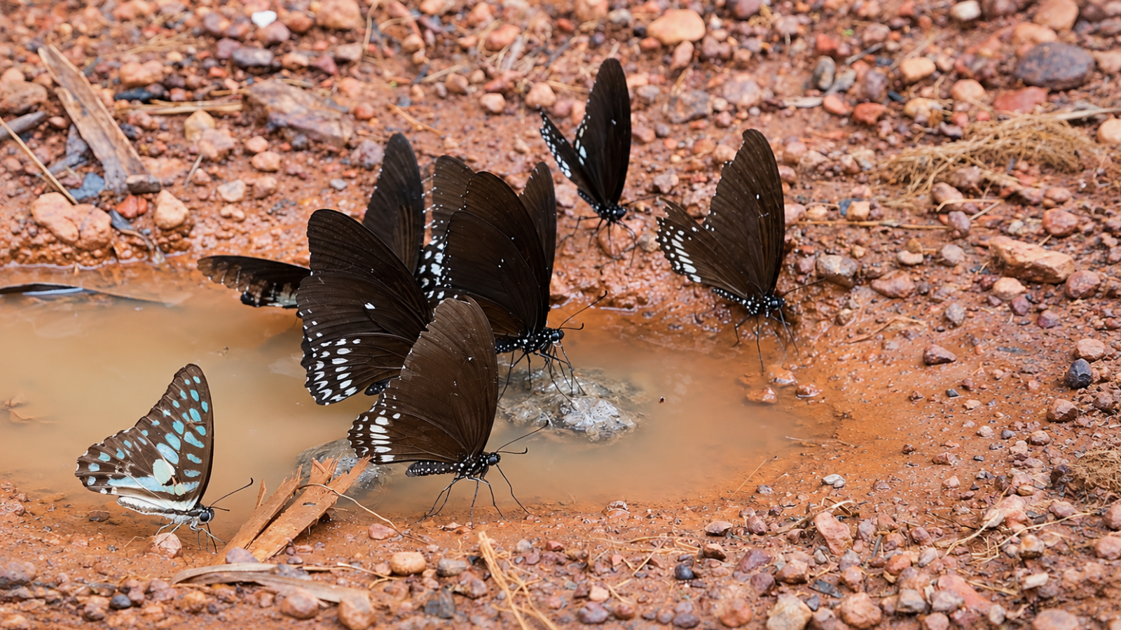 Butterflies gathered on damp soil and shallow water, showing how moisture and mineral sources can help support butterfly activity in a well-designed garden habitat