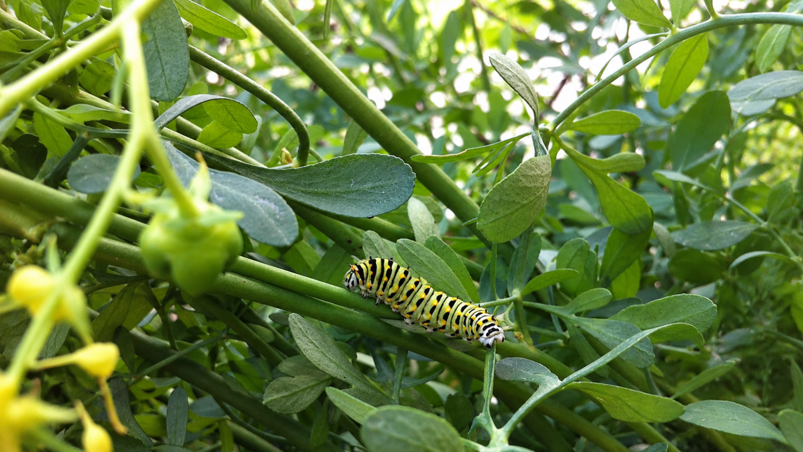 ge, showing the importance of larval host plants when creating a butterfly garden that supports the full butterfly life cycle Butterfly Garden: How to Create a Habitat for Butterflies