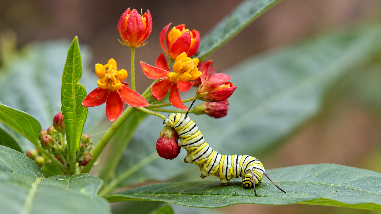 Monarch caterpillar feeding on a host plant, showing why butterfly gardens need larval plants that provide food for developing caterpillars Butterfly Garden Plants: Best Nectar Flowers and Host Plants