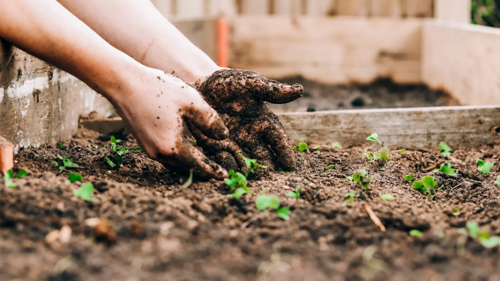Gardener planting young seedlings in garden soil