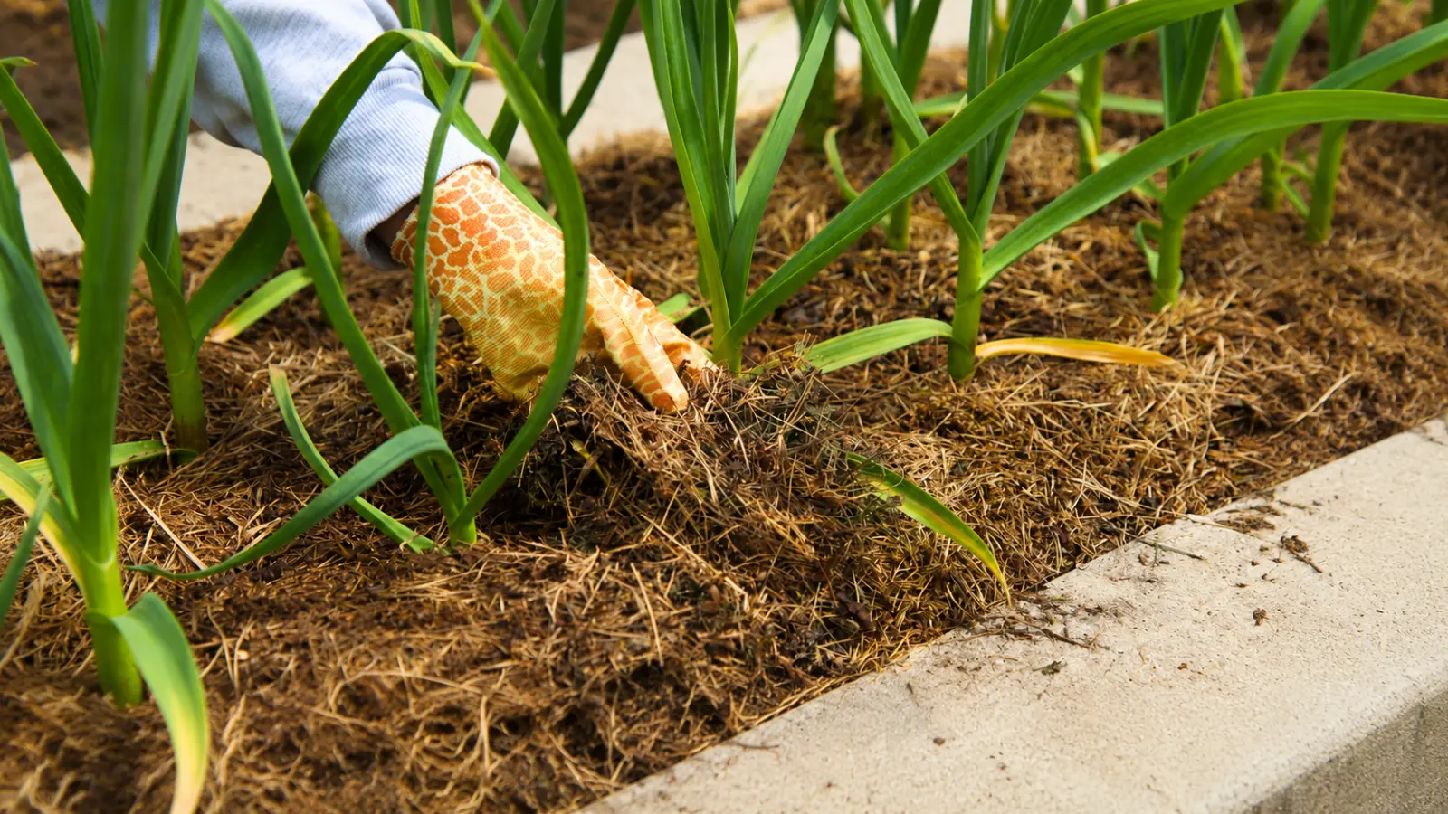 Gloved hand spreading mulch around garden plants, showing practical gardening tips for conserving moisture, reducing weeds and supporting healthier garden soil Gardening Tips