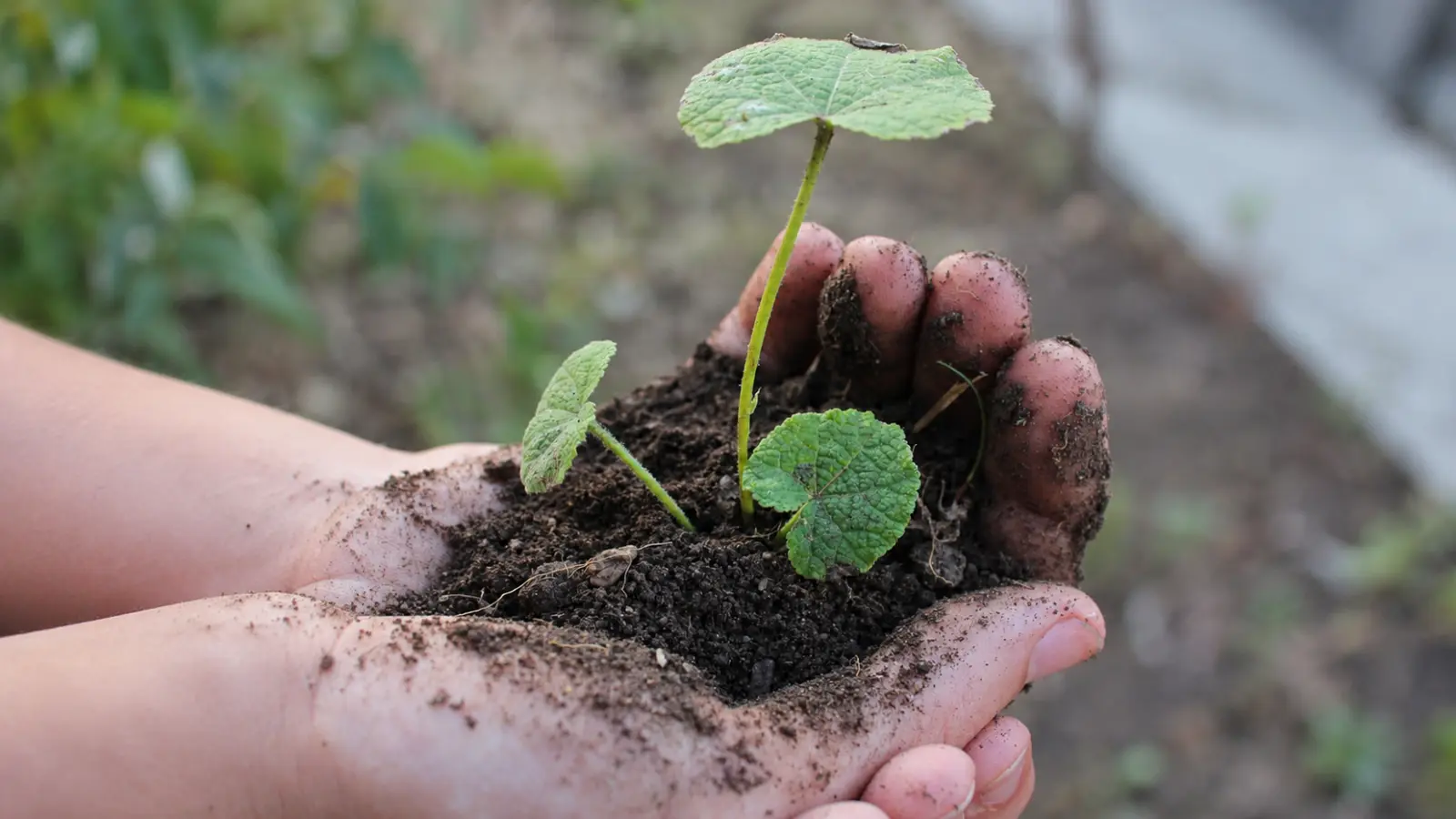 Young green seedling growing in dark garden soil held in a gardener’s hands, illustrating how healthy soil supports root development and early plant growth