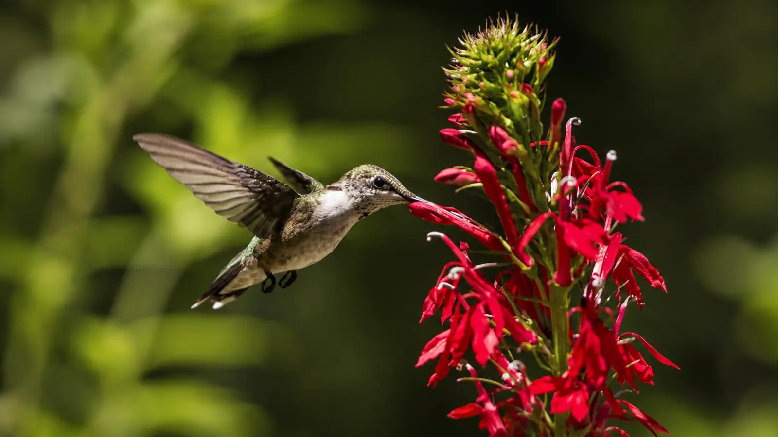 Hummingbird feeding from bright red cardinal flower blooms, demonstrating a nectar-rich flowering plant well suited to a hummingbird-friendly habitat Hummingbird Garden: How to Attract Hummingbirds With Plants and Habitat