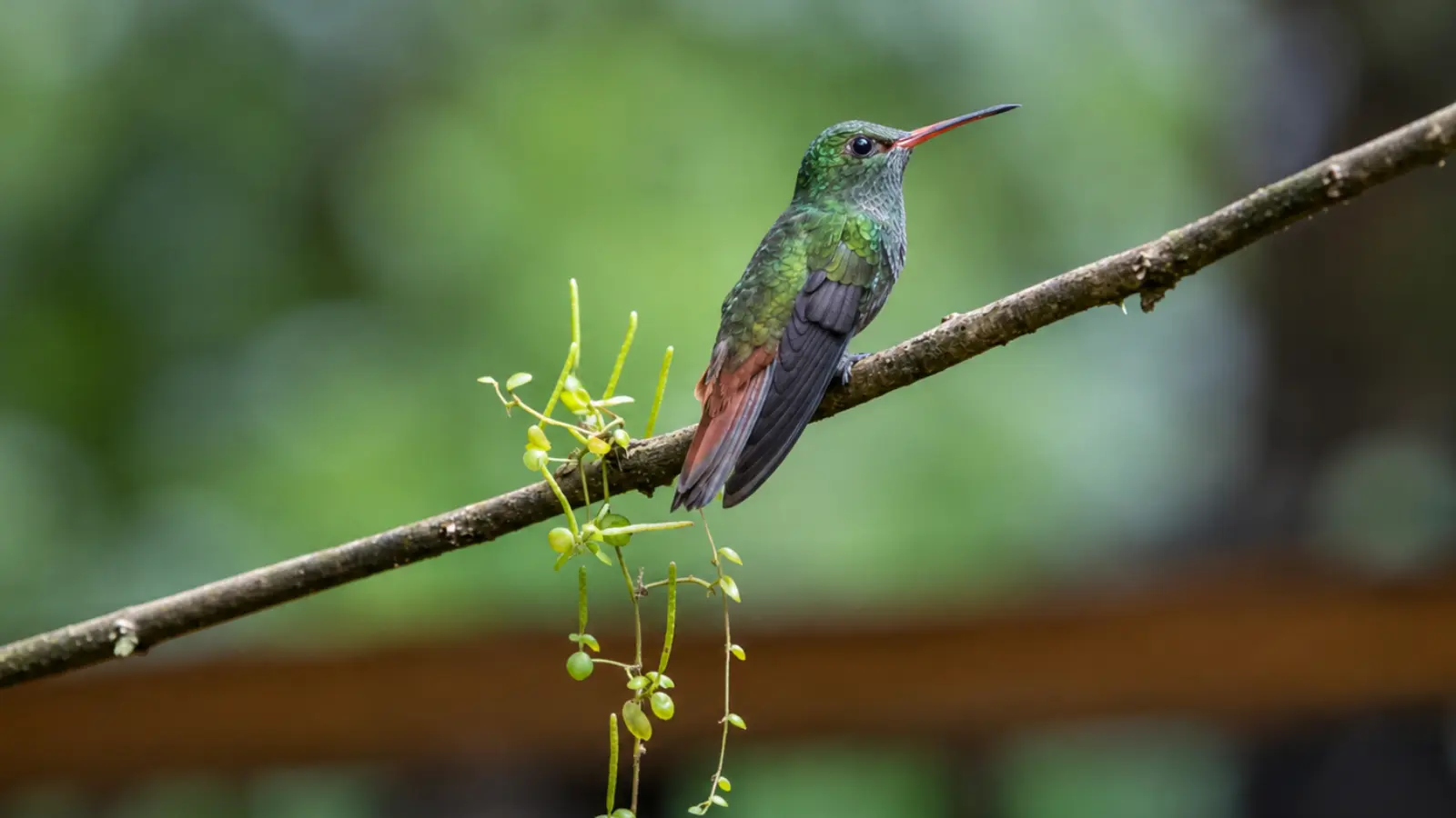 Hummingbird perched on a slender tree branch, illustrating the importance of nearby perches and vegetation within a hummingbird-friendly garden habitat