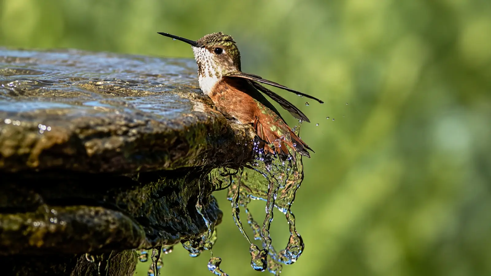 Hummingbird bathing at the edge of a shallow water feature, showing how moving or shallow water can support a hummingbird-friendly garden habitat