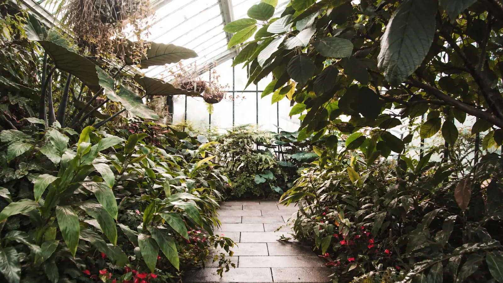 Lush green plants growing inside a garden greenhouse