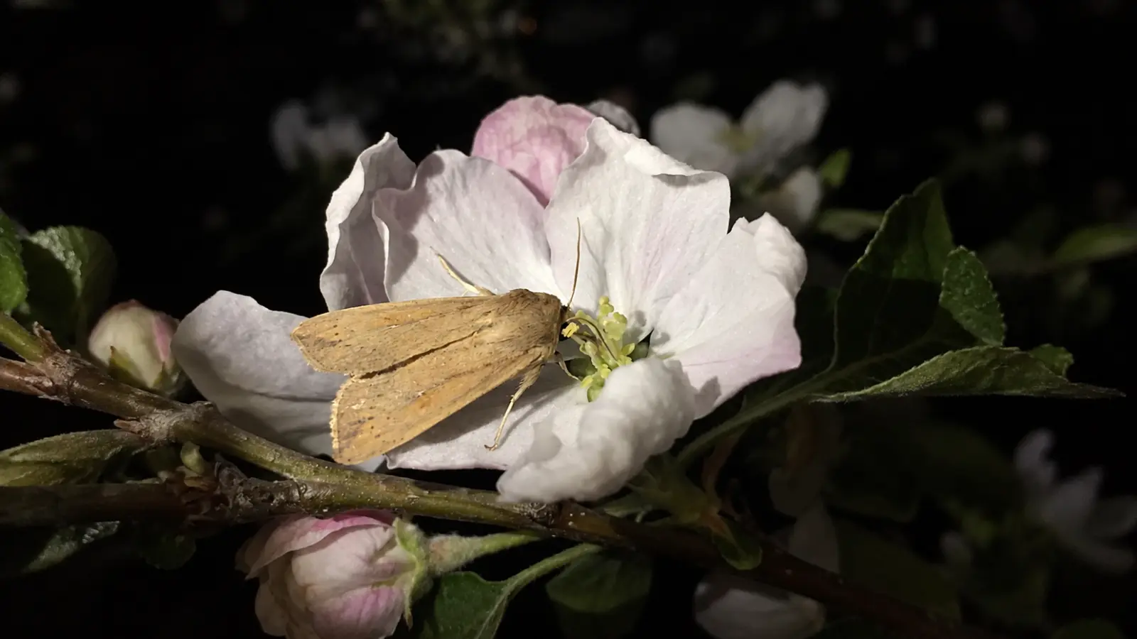 Night-flying moth resting on a pale white and pink flower in a moon garden, illustrating how nighttime blooms can attract moths and other nocturnal pollinators