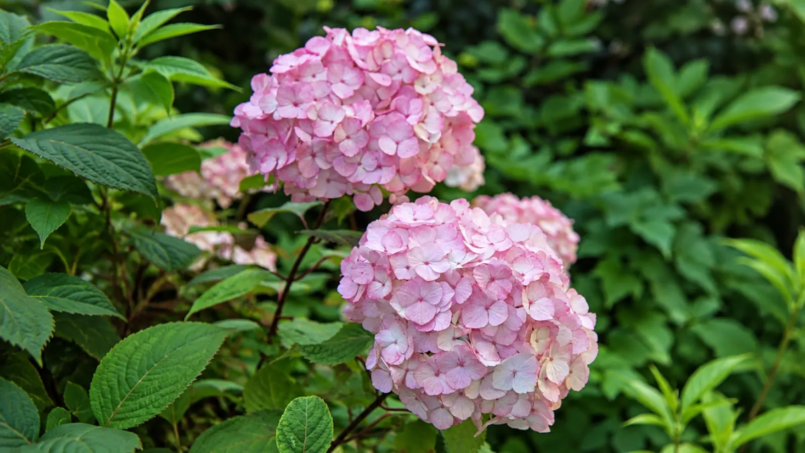 Pink hydrangea flower clusters surrounded by green garden foliage