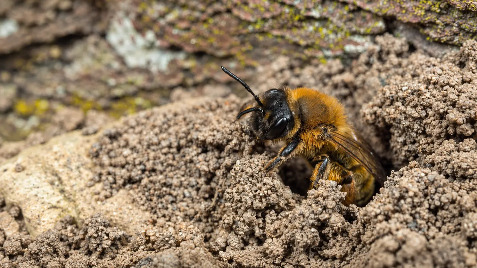 Ground-nesting bee emerging from bare soil, showing how exposed undisturbed ground can provide essential nesting habitat for solitary native bees