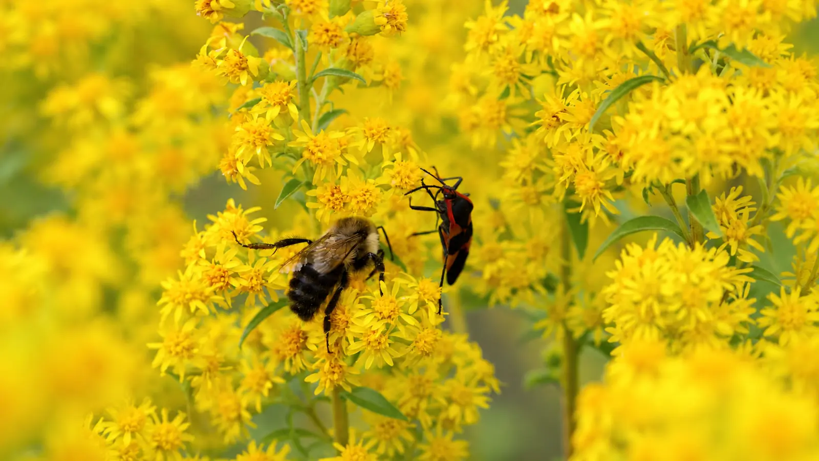Bumblebee and beneficial insect feeding on goldenrod flowers, illustrating the value of late-season native blooms as food sources for pollinating insects