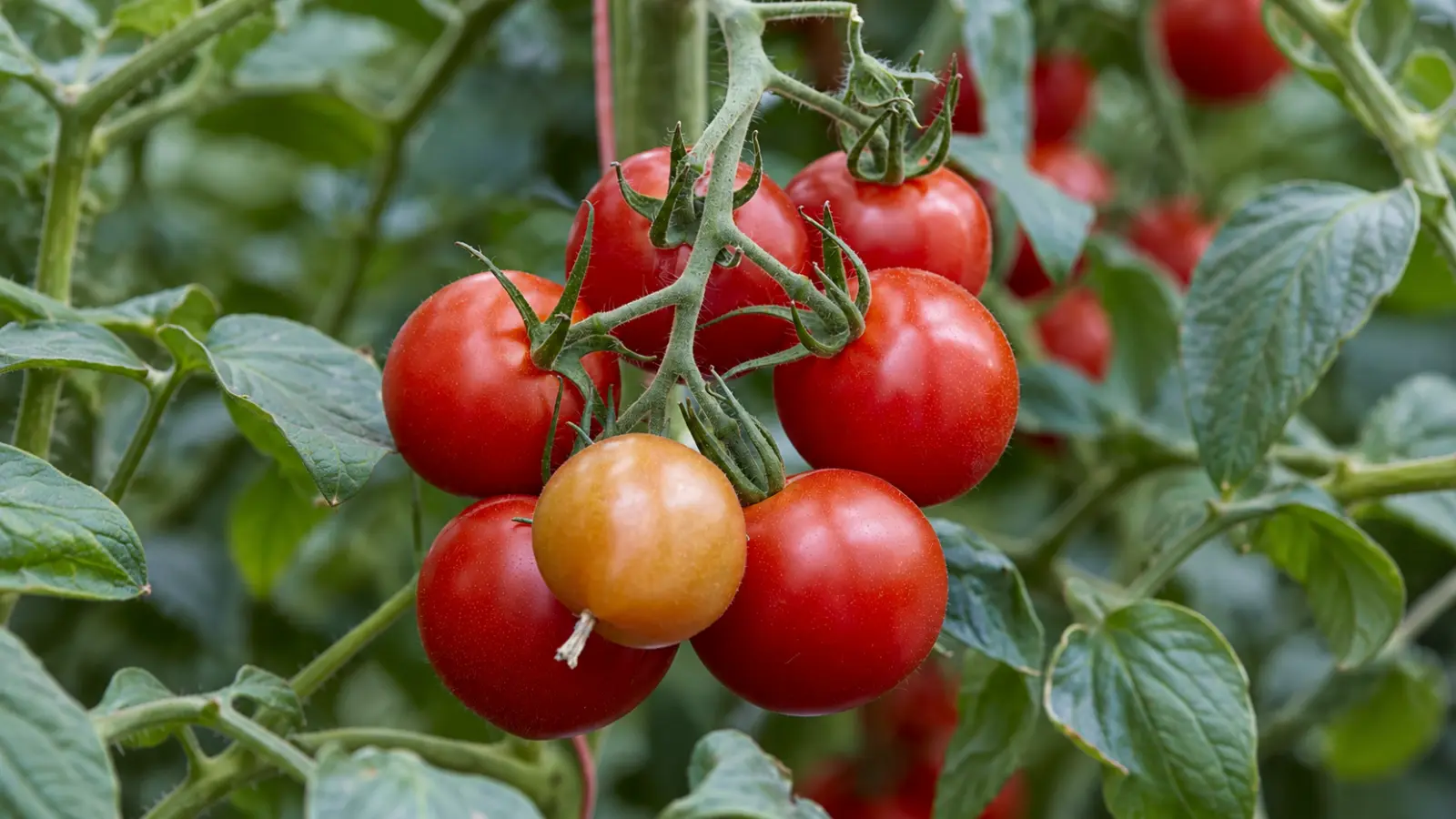 Ripe red tomatoes growing on a green garden vine