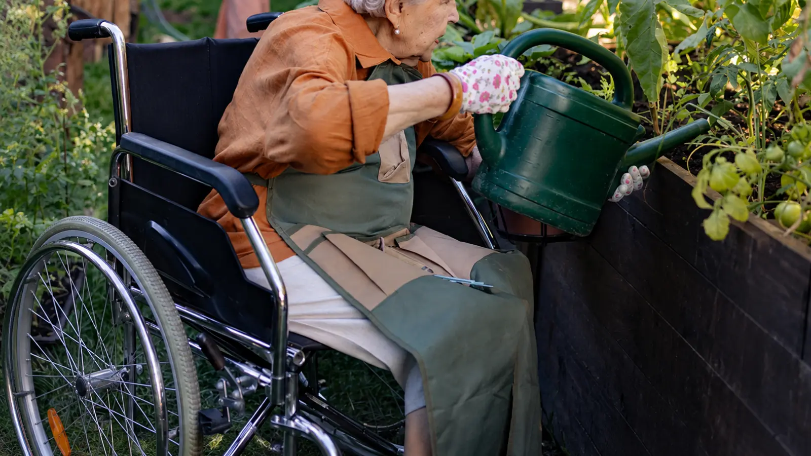 Older gardener using a wheelchair to water plants in an elevated garden bed designed to bring vegetables and sensory plants within comfortable reach for accessible gardening