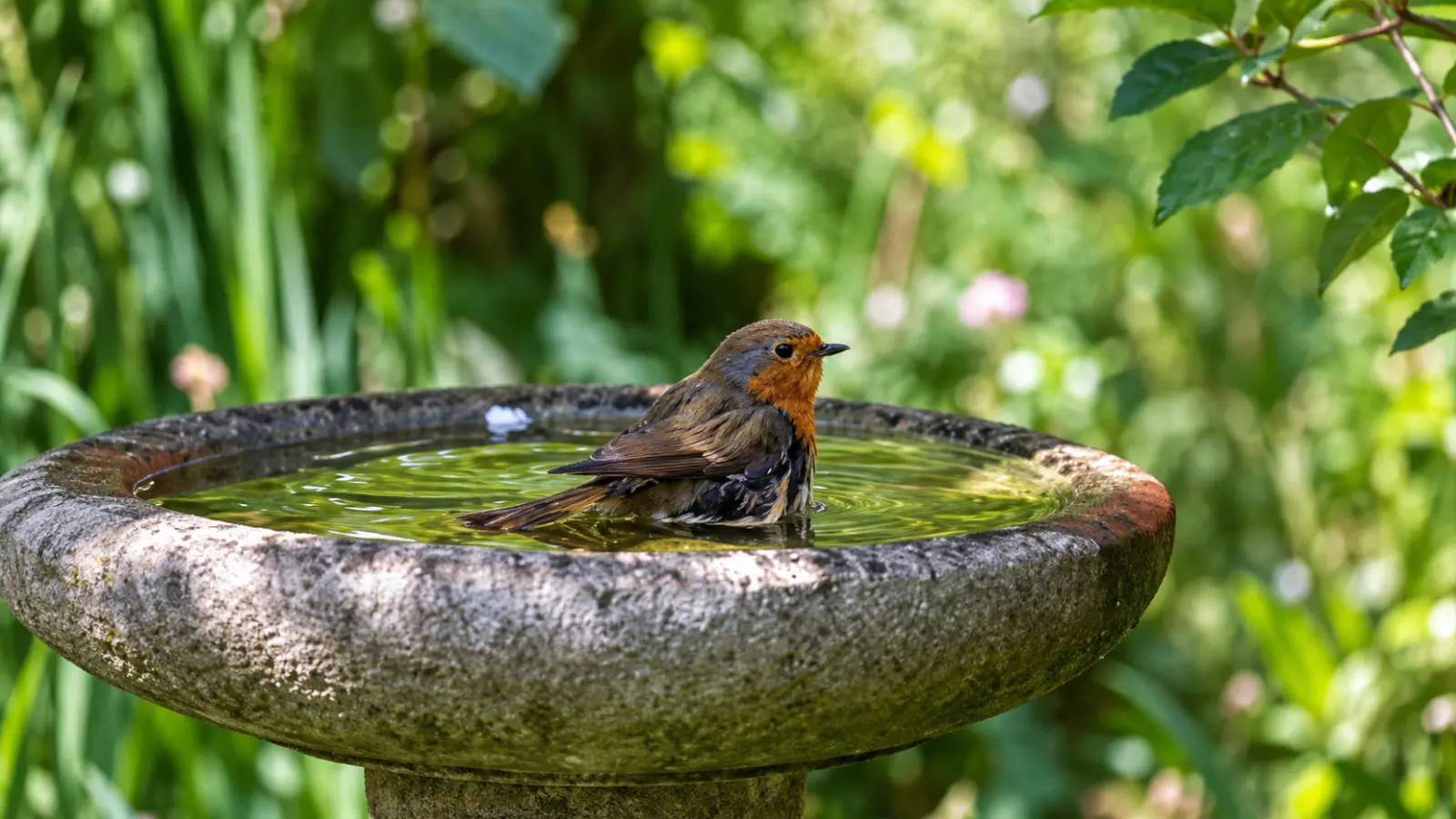Small bird bathing in a stone bird bath surrounded by greenery, showing how a shallow water source can support wildlife in a backyard garden