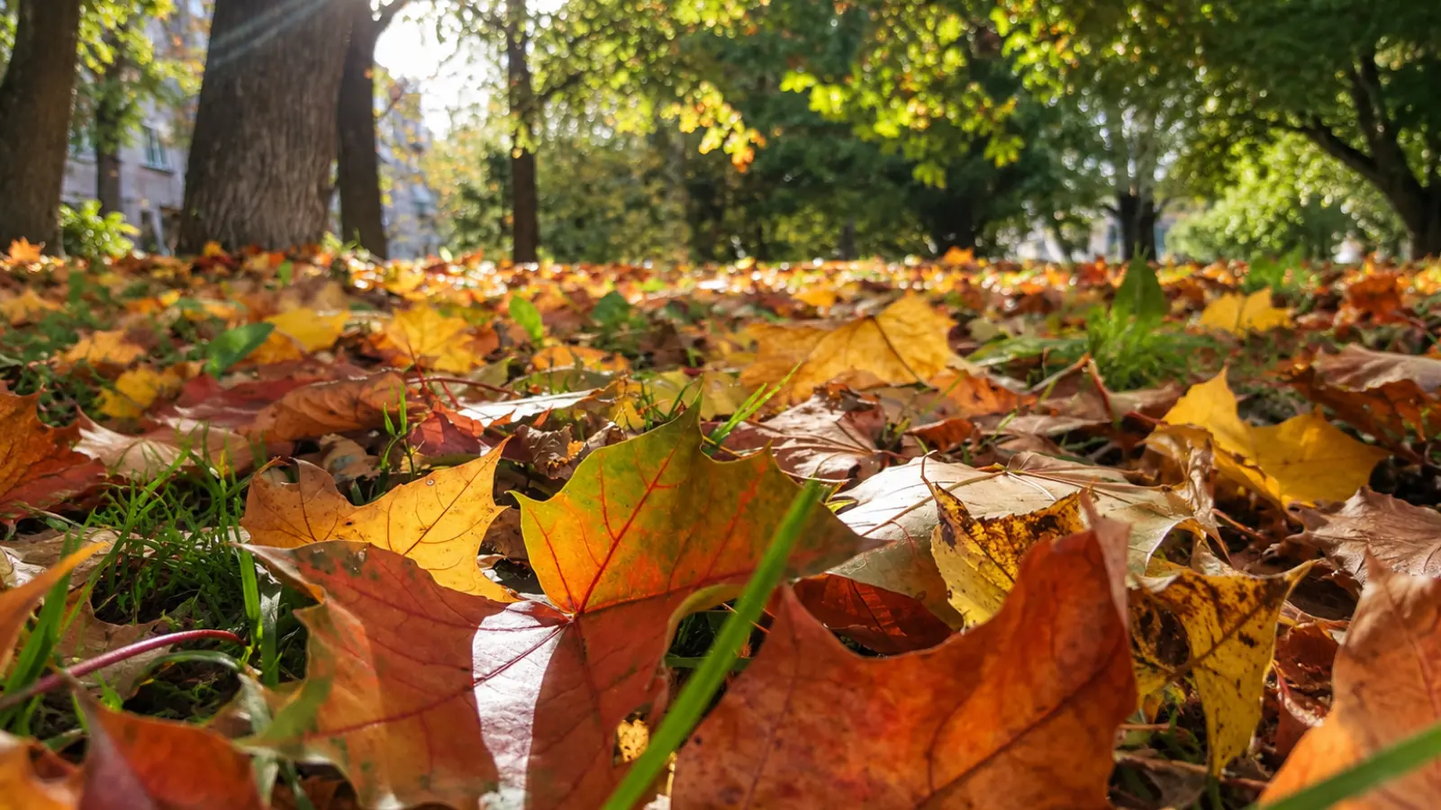 Fallen autumn leaves covering the ground beneath mature trees, illustrating natural leaf litter retained as shelter and habitat for backyard wildlife Wildlife Garden: How to Create a Wildlife-Friendly Backyard Habitat