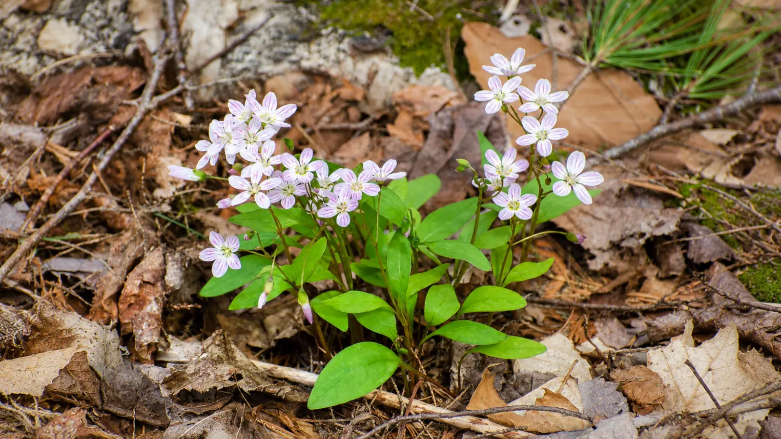 Delicate woodland wildflowers growing naturally through leaf litter on the forest floor