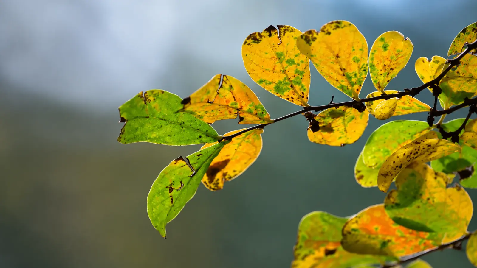 Yellowing green leaves showing plant health symptoms