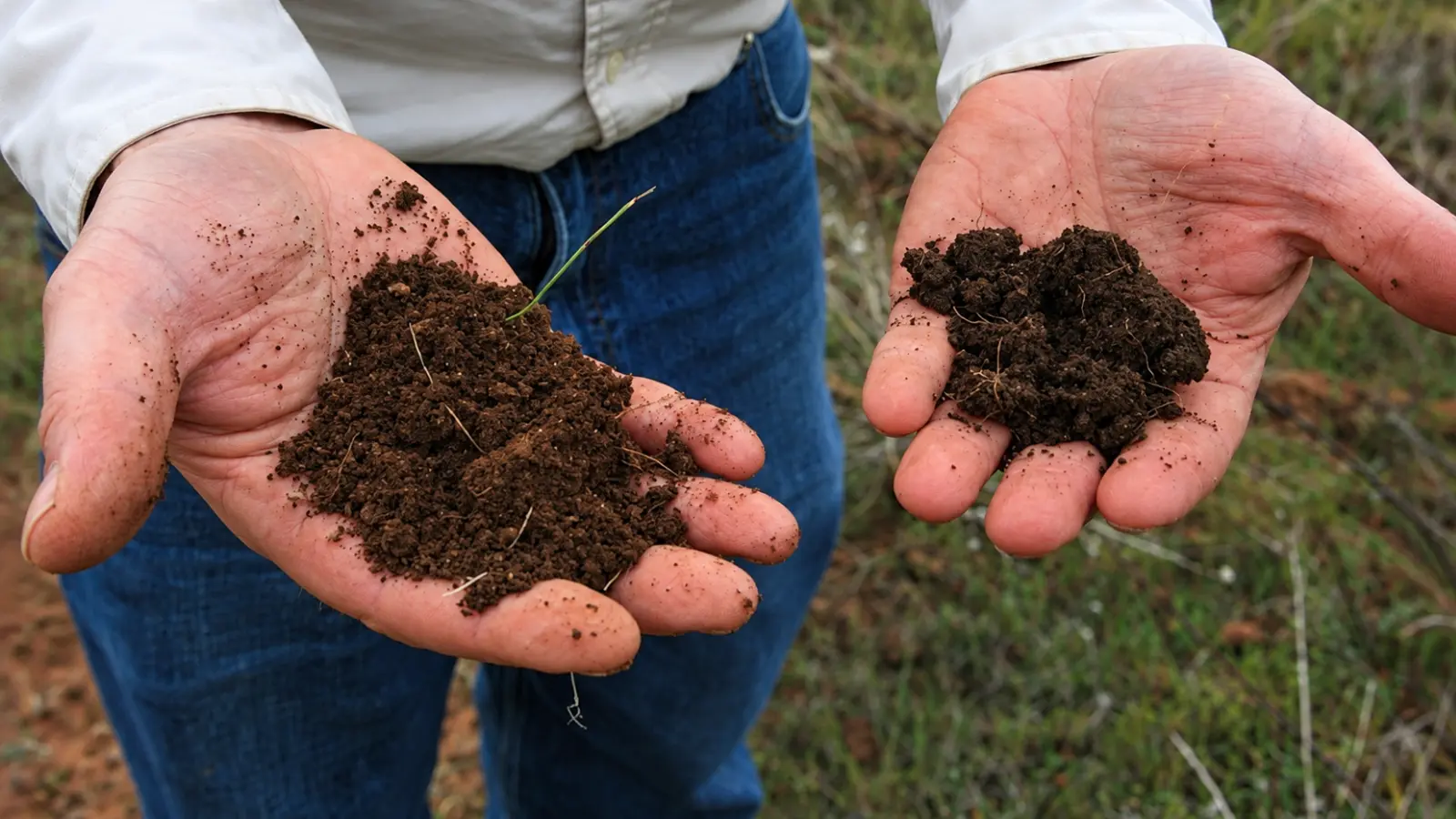 Gardener holding two handfuls of dark brown soil with different textures, showing loose granular material in one hand and a more compact soil clump in the other