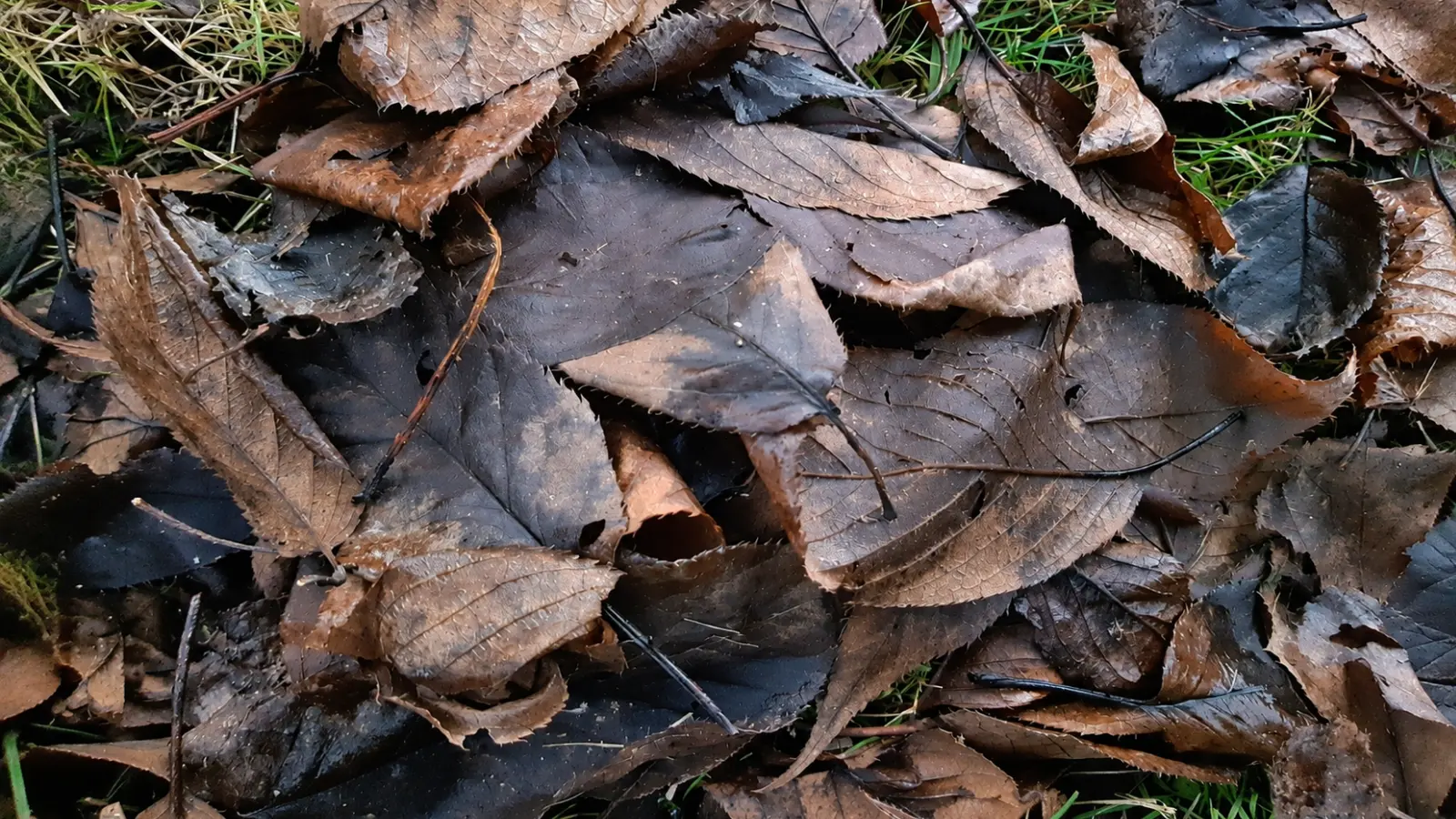 Close-up of overlapping brown and darkened fallen leaves covering the ground, showing leaf litter at different stages of decomposition