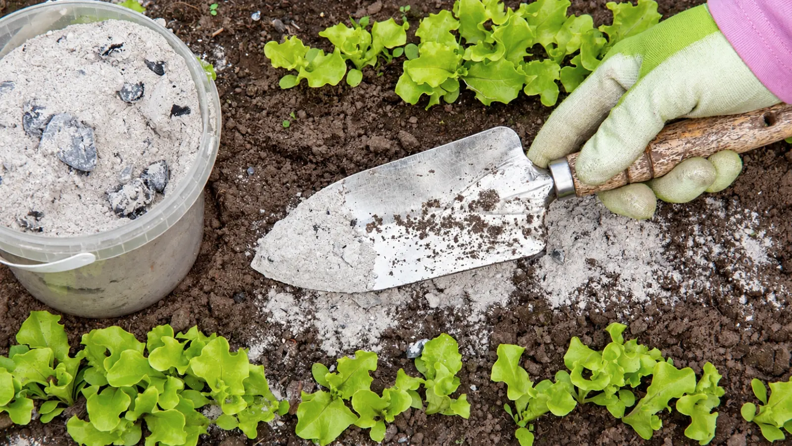 Gardener wearing a green glove using a metal hand trowel to spread a white powdered soil amendment over dark garden soil between rows of young green lettuce plants