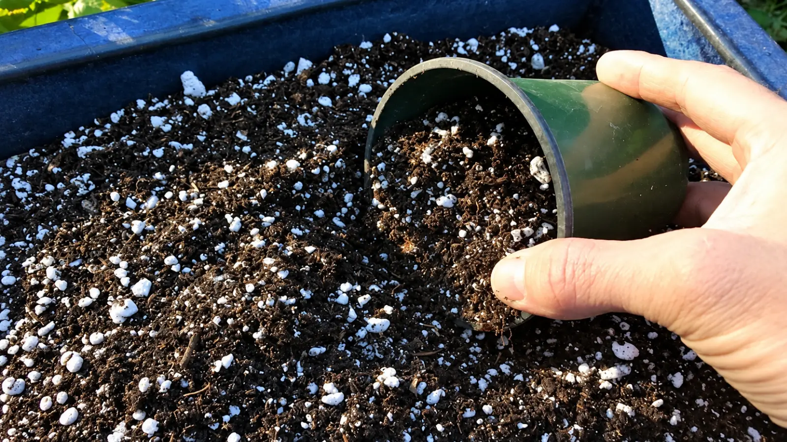 Hand holding a small green nursery pot tilted over a blue container filled with dark potting mix and scattered white perlite particles, showing a growing medium prepared for container planting