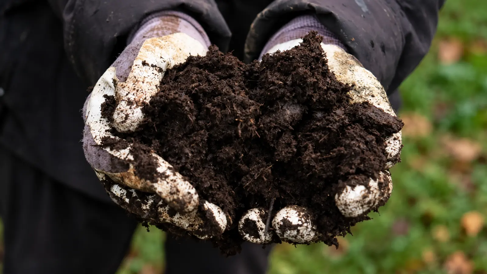 Close-up of a gardener wearing soil-covered work gloves and holding a generous handful of dark, fibrous compost with visible organic particles, illustrating organic matter used to improve sandy garden soil