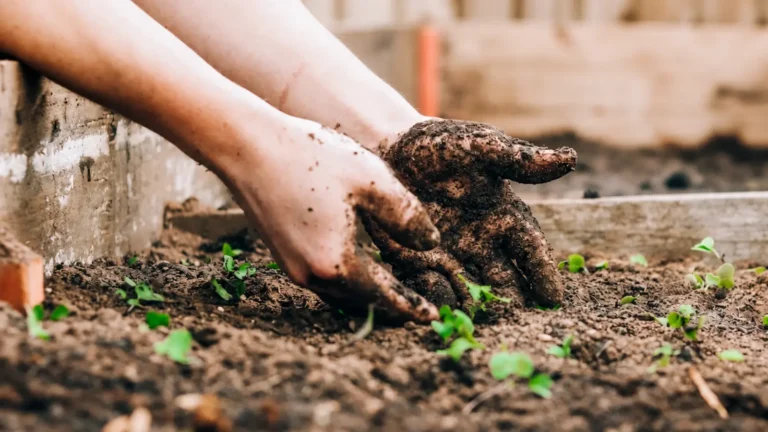 Gardener planting seedlings in garden soil