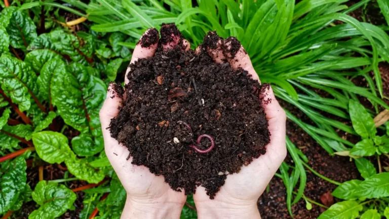 Hands holding rich compost soil with earthworms