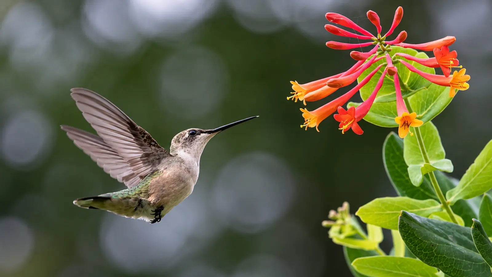 Hummingbird hovering beside red and orange honeysuckle flowers, showing nectar-rich tubular blooms that can help attract hummingbirds to a garden