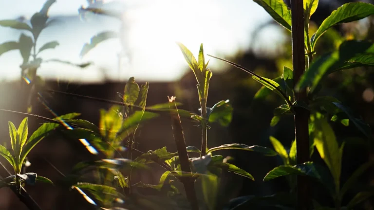 Young tree and shrub leaves growing in garden sunlight
