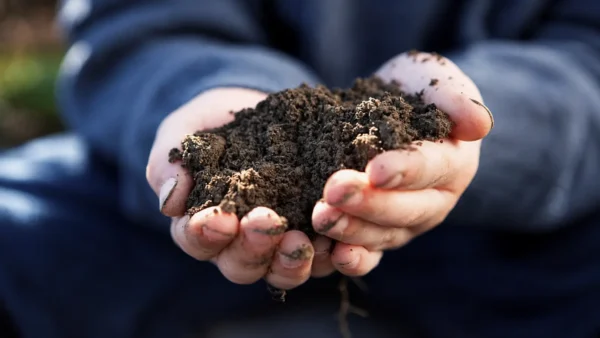 Gardener holding a handful of dark, crumbly garden soil with visible organic particles, illustrating the texture of soil containing decomposed organic matter Humus in Soil: What It Is, Benefits and How It Differs From Compost