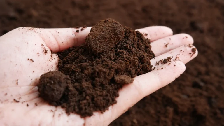 Close-up of an open hand holding dark brown garden soil with fine particles and small crumbly clumps, showing the soil's granular texture during a hands-on soil texture examination Soil Texture: How to Identify Your Soil With the USDA Soil Texture Triangle