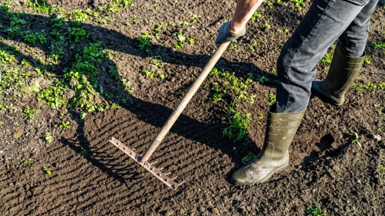 Gardener wearing rubber boots and work gloves using a wooden-handled rake to loosen and level garden bed soil, with small weeds and green vegetation scattered across the planting area