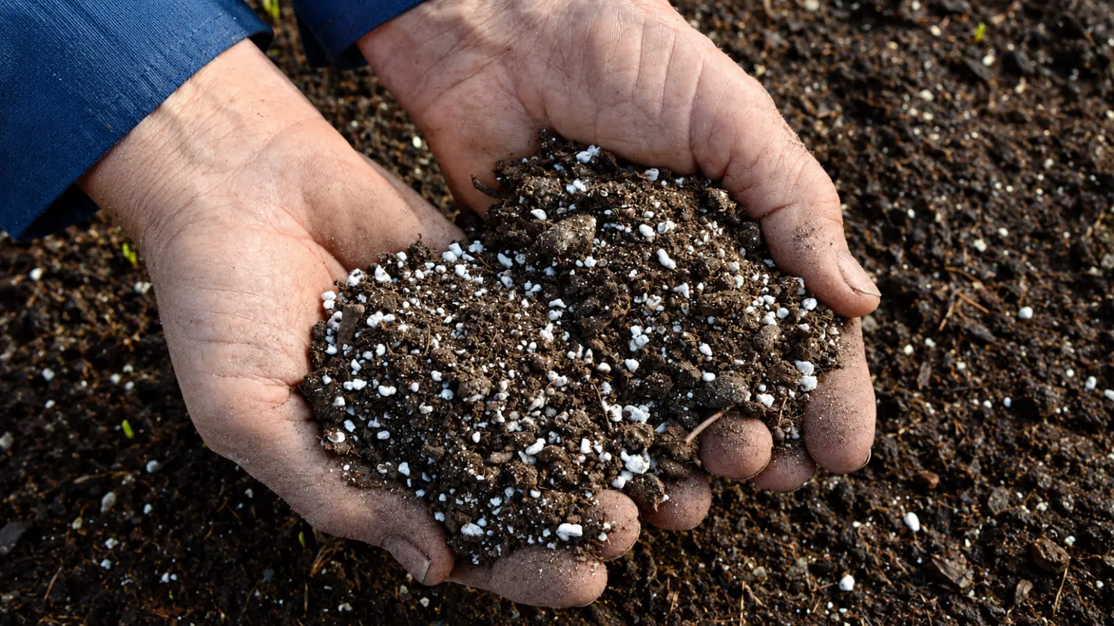 Close-up of two hands holding dark potting soil mixed with white perlite particles, showing how perlite is distributed throughout a growing medium to improve aeration and drainage Perlite for Soil: What It Does, How Much to Use and Where It Works Best