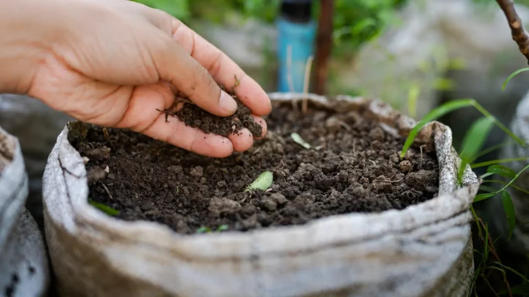 Gardener examining a handful of dark, crumbly garden soil above a fabric growing container, showing soil texture and organic matter in a planting area Soil Fertility: How to Build and Maintain Fertile Garden Soil