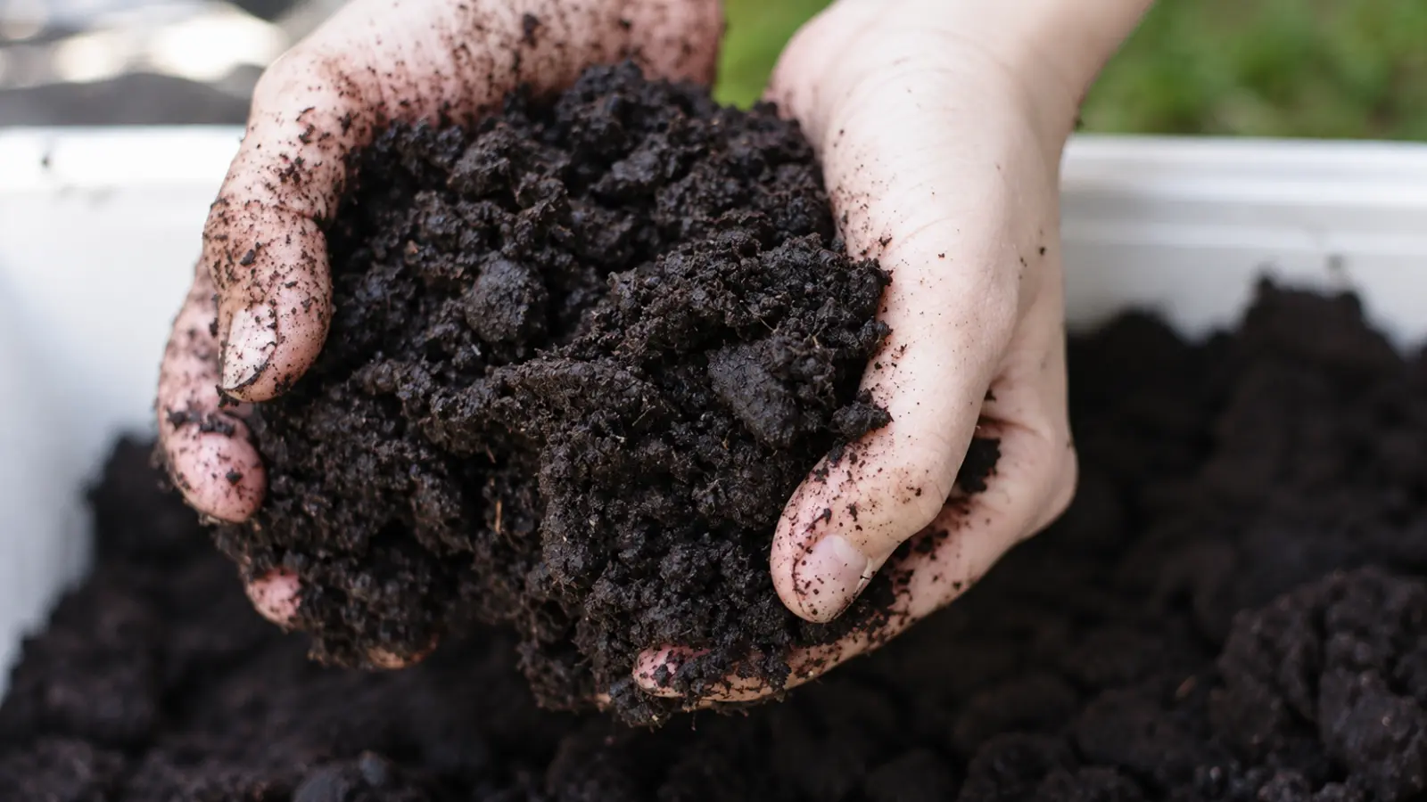 Close-up of two hands holding dark, moist garden soil with dense clumps and compact aggregates, illustrating the heavy texture and cohesive structure commonly associated with wet clay soil Clay Soil: How to Improve Heavy Clay for a Healthier Garden