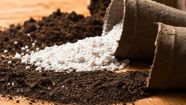 White perlite granules spilling from burlap sacks beside dark organic growing material on a wooden surface, showing contrasting textures of common gardening amendments Soil Amendments: How to Choose the Right One for Your Soil